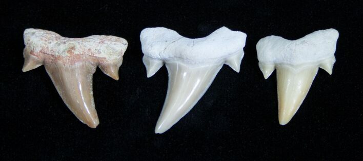 Small Otodus Fossil Shark Teeth #1750